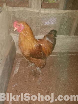 HEN